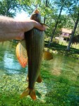 DSC00736 web.jpg